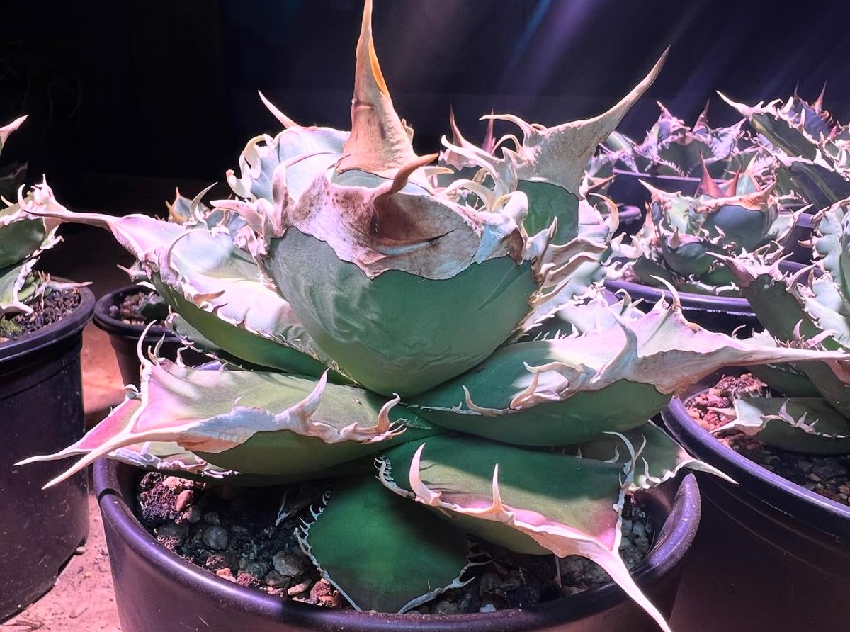 アガベ・チタノタ 緑幽霊（芽）-005｜agave titanota green ghost