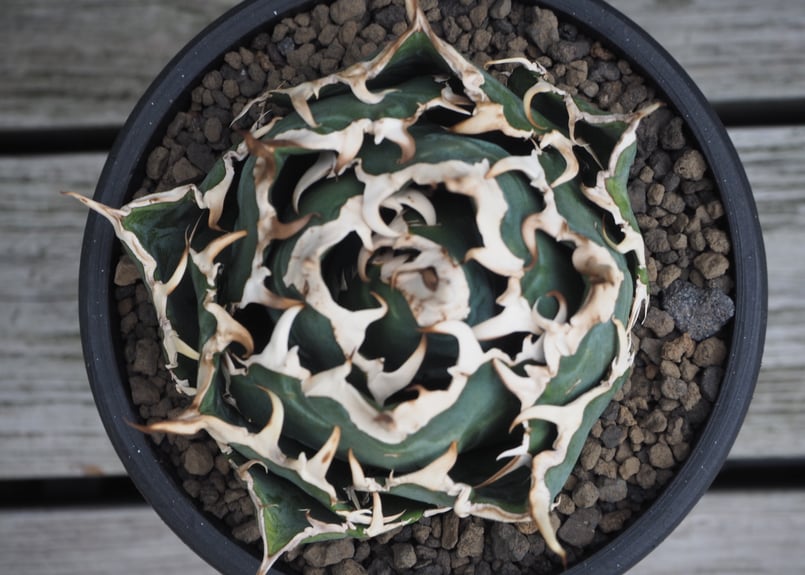 アガベ・チタノタ白鯨（ボールタイプ）中-070｜agave titanota white wh