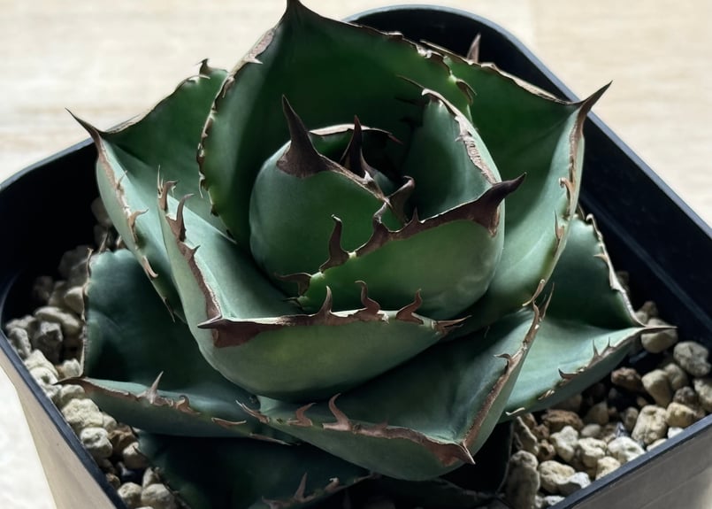 アガベ・チタノタ（ノーネーム）004｜agave titanota No Name | Plu