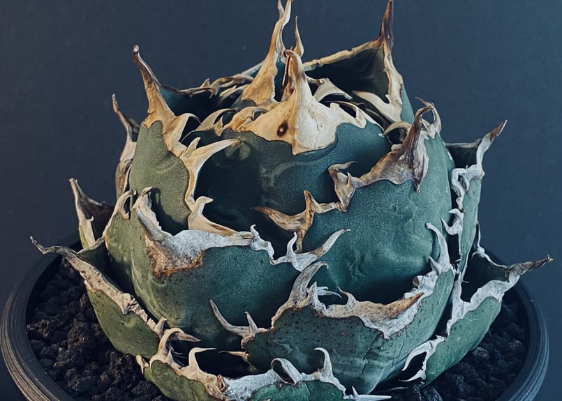 アガベ・チタノタ白鯨（ボールタイプ）大-020｜agave titanota white wh
