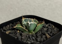 アガベ・チタノタ白鯨（ボールタイプ）大-048｜agave titanota white wh