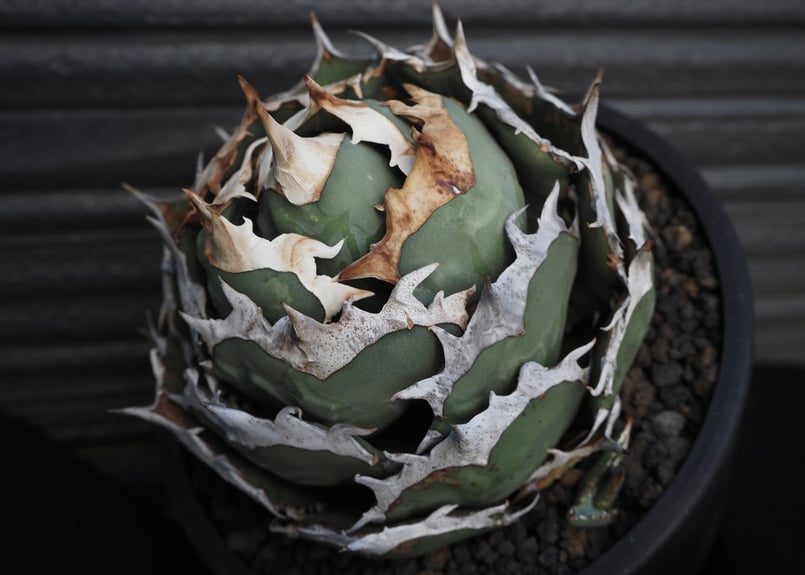 アガベ・チタノタ 烈焔（ボールタイプ）特大-029｜agave titanota