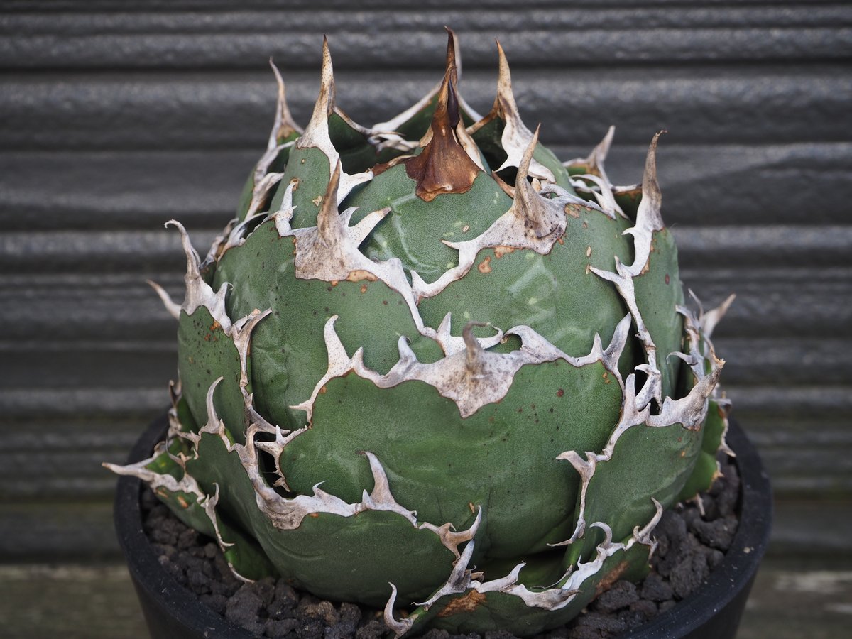 アガベ・チタノタ白鯨（ボールタイプ）大-088｜agave titanota white wh