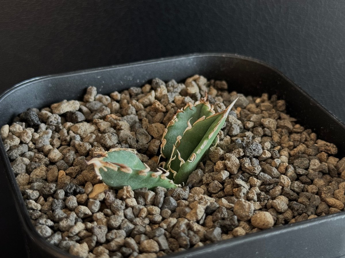 アガベ・チタノタ 巨歯鯊(芽)-002｜agave titanota megalodon |