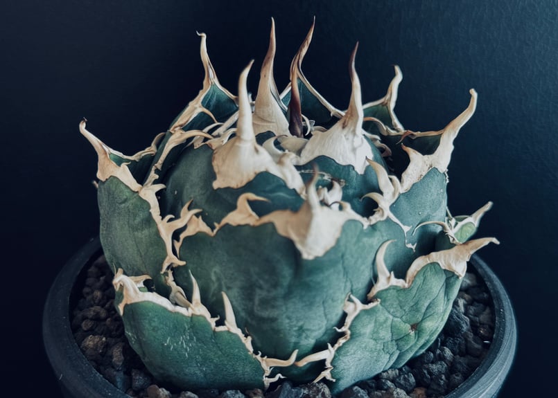 アガベ・チタノタ白鯨（ボールタイプ）中-059｜agave titanota white wh