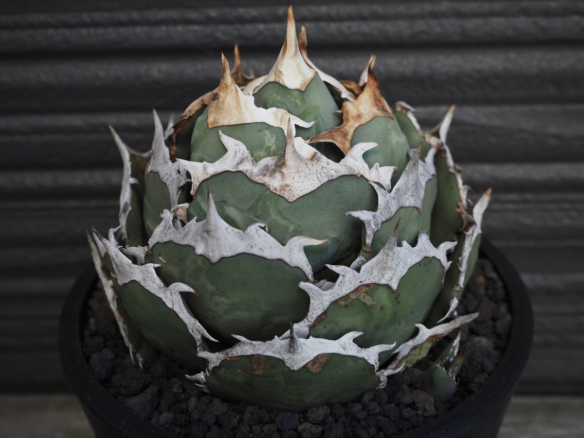 アガベ・チタノタ 烈焔（ボールタイプ）特大-029｜agave titanota