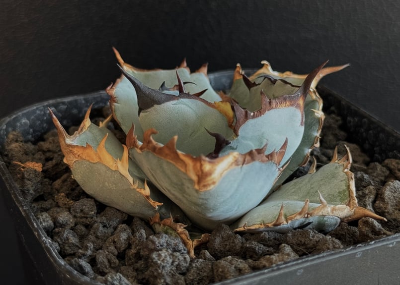 アガベ・チタノタブルー選抜/L18（芽）-004｜agave titanotablue_L18