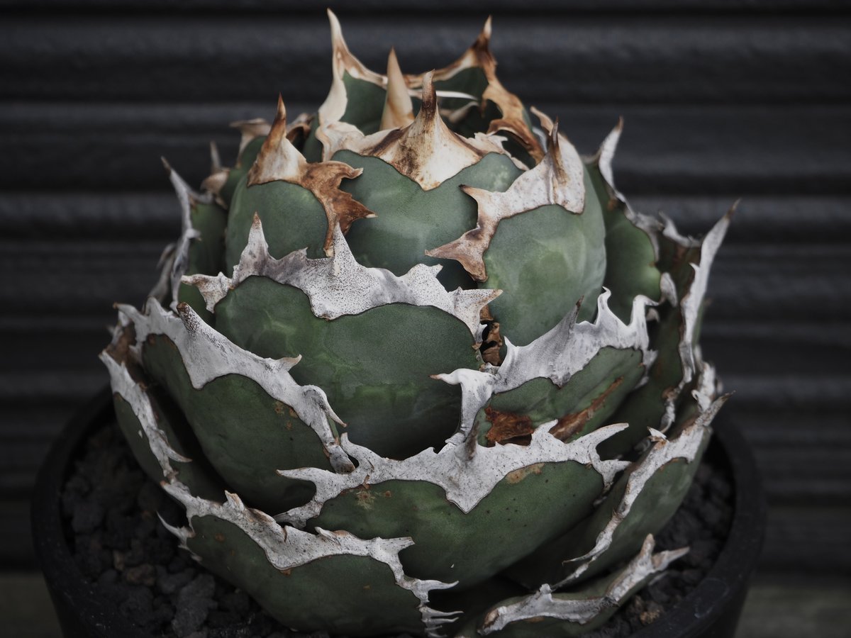 アガベ・チタノタ 烈焔（ボールタイプ）特大-027｜agave titanota