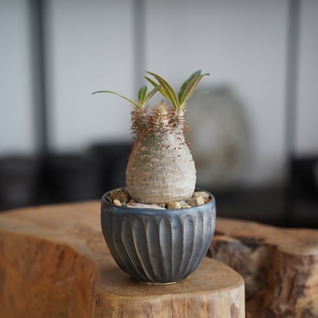 CATEGORY パキポディウム - Pachypodium - | 陶賊 -TOUZOKU-