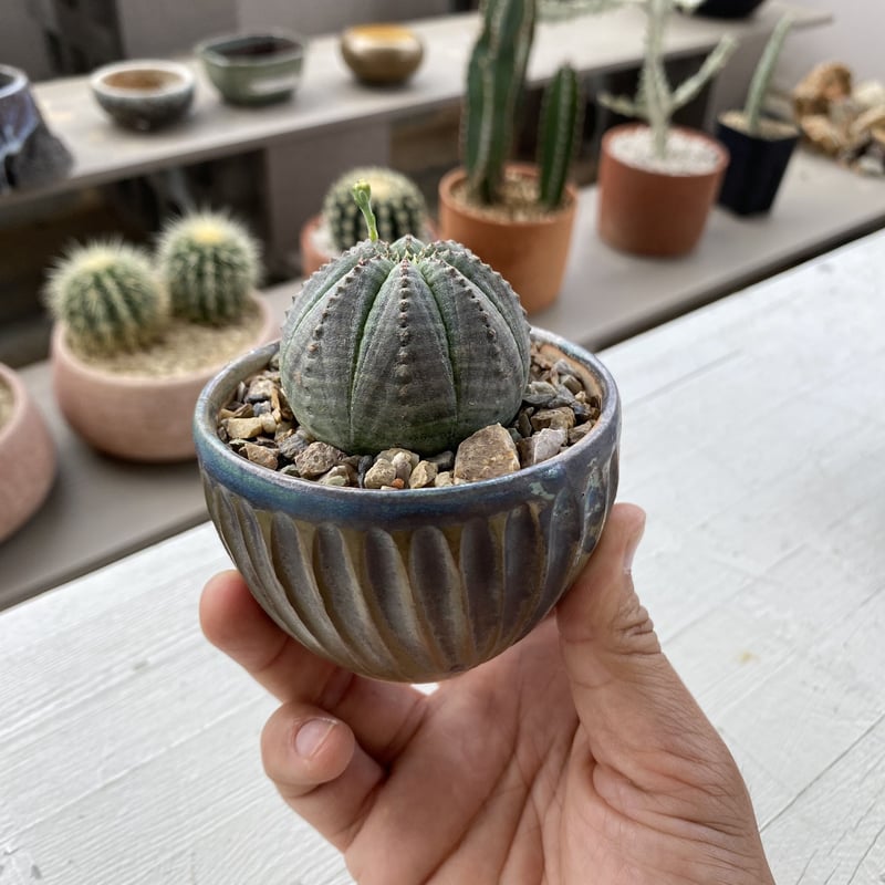 ユーフォルビア オベサ S［雄株］ × 森田昌求 作「CLAW」2.5号 植木鉢