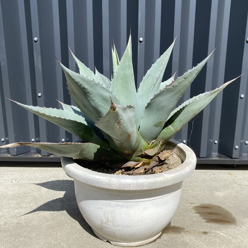 Agave ovatifolia】アガベ・オバティフォリア | ACE GARAGE 8 -
