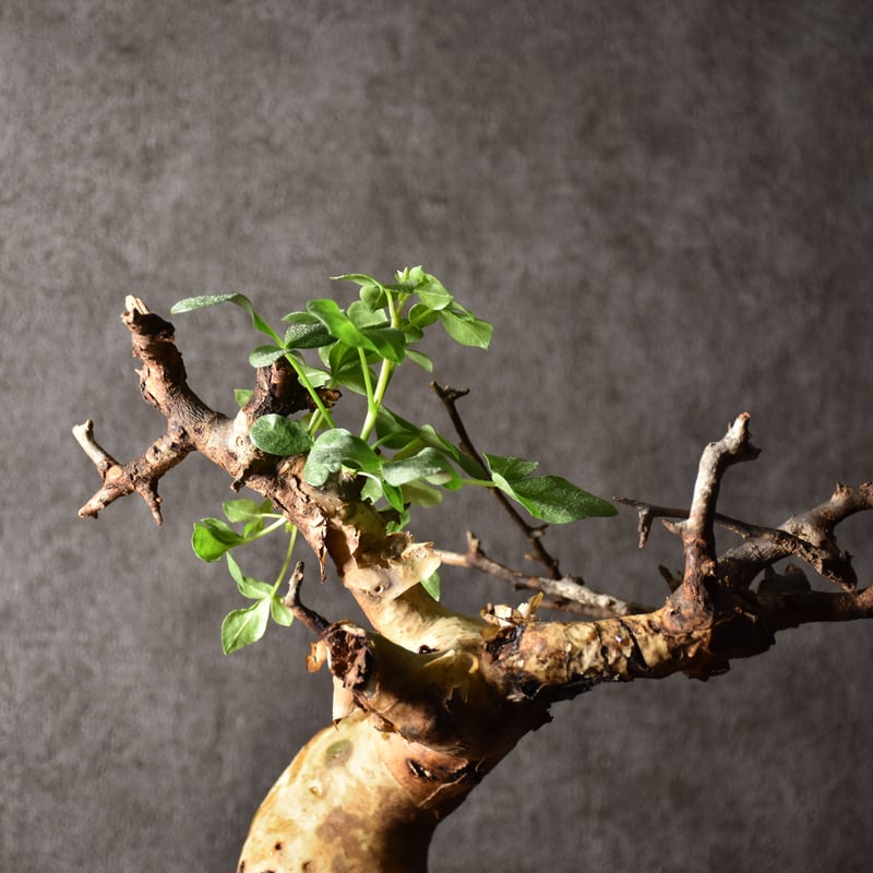 Commiphora kataf pure コミフォラ ピュアカタフ 発根済現地株 4 ソマリ