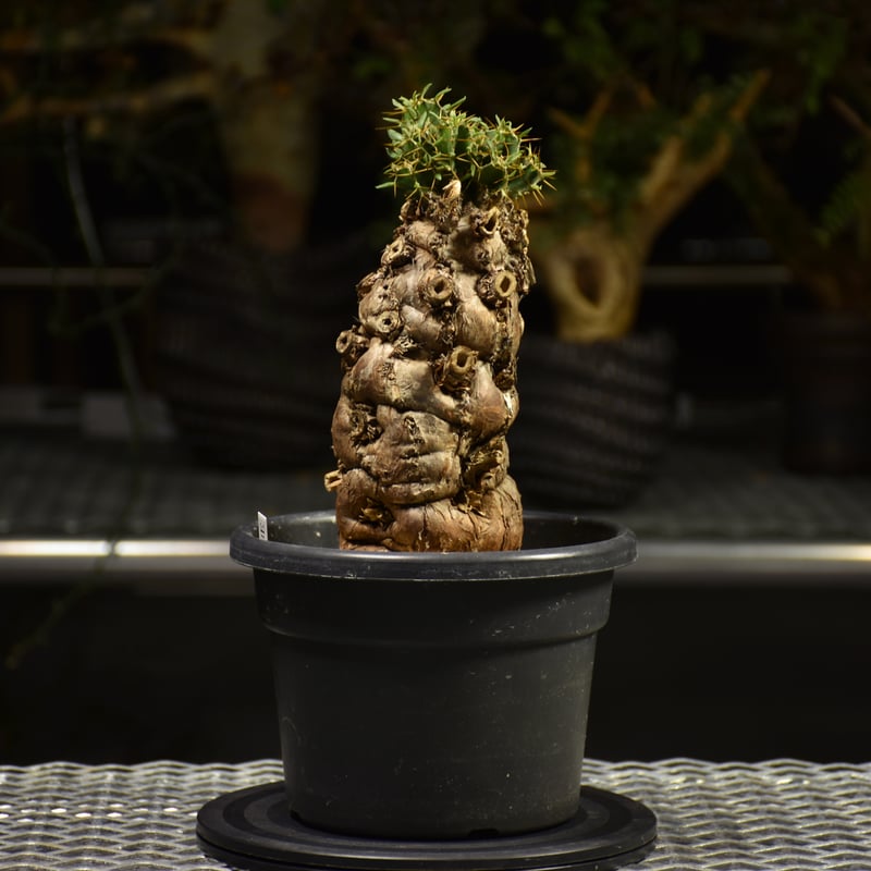 Euphorbia mlanjeana ユーフォルビア ムランジーナ 発根済現地株 E61 |