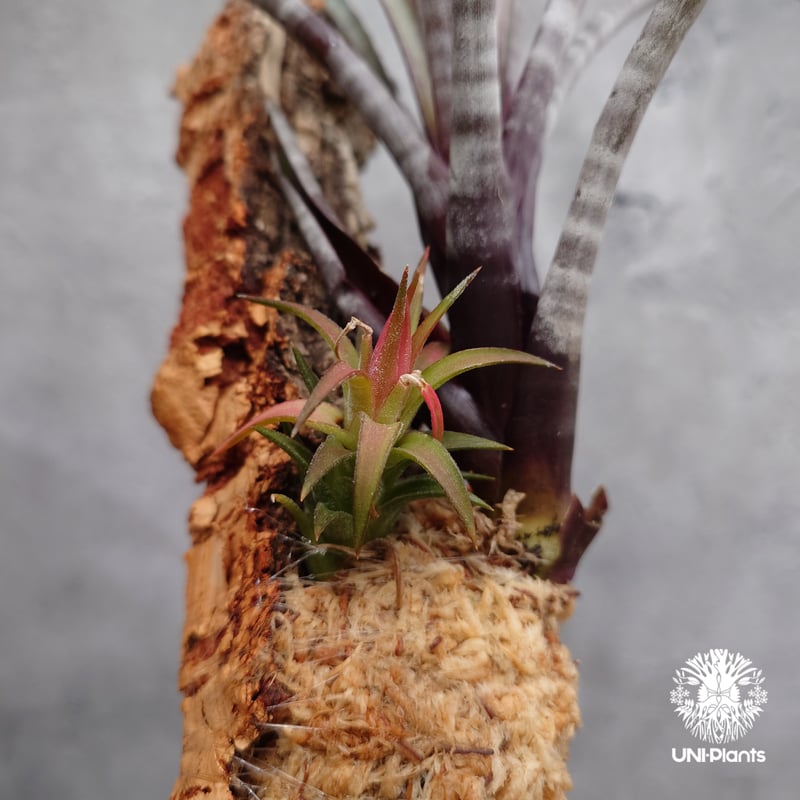 Tillandsia hildae チランジア ヒルダエ インテリア植物 エアー
