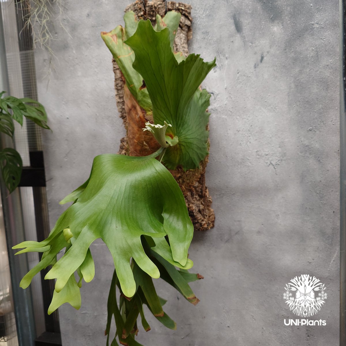 Platycerium coronarium Thin ビカクシダ コロナリウム シン ビカク