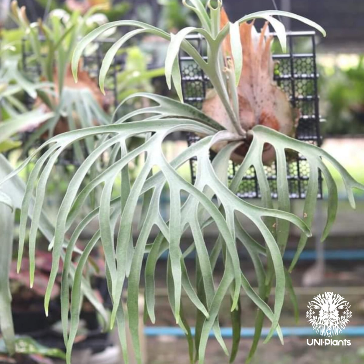 Patycerium veitchii ' Nukul ' ビカクシダ ベイチー シダ植物 ビ
