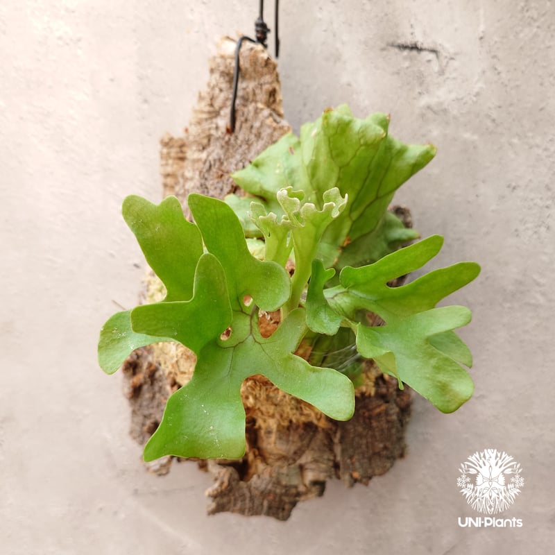 ビカクシダ リドレイ ドワーフ Platycerium ridleyi Dwarf コウモリラ