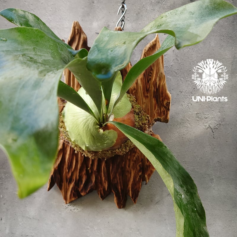 ビカクシダ ヒリー パナマ Platycerium hillii Panama コウモリラン