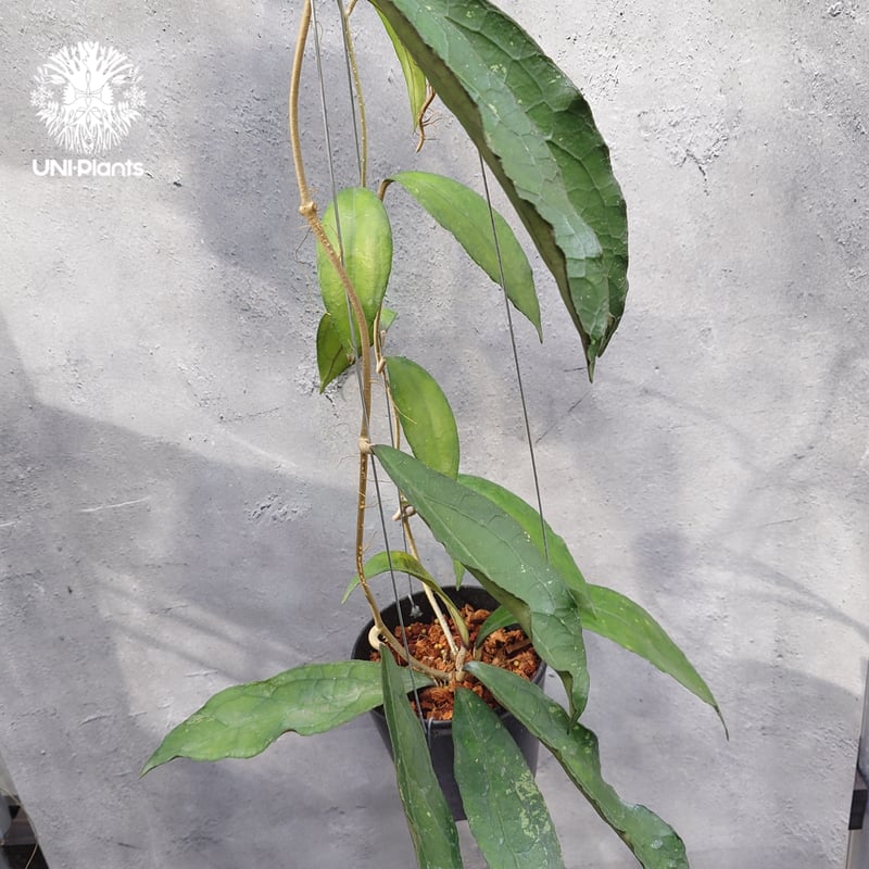 限定1株入荷 Hoya Clemensiorum short leaves ホヤ クレメンシ