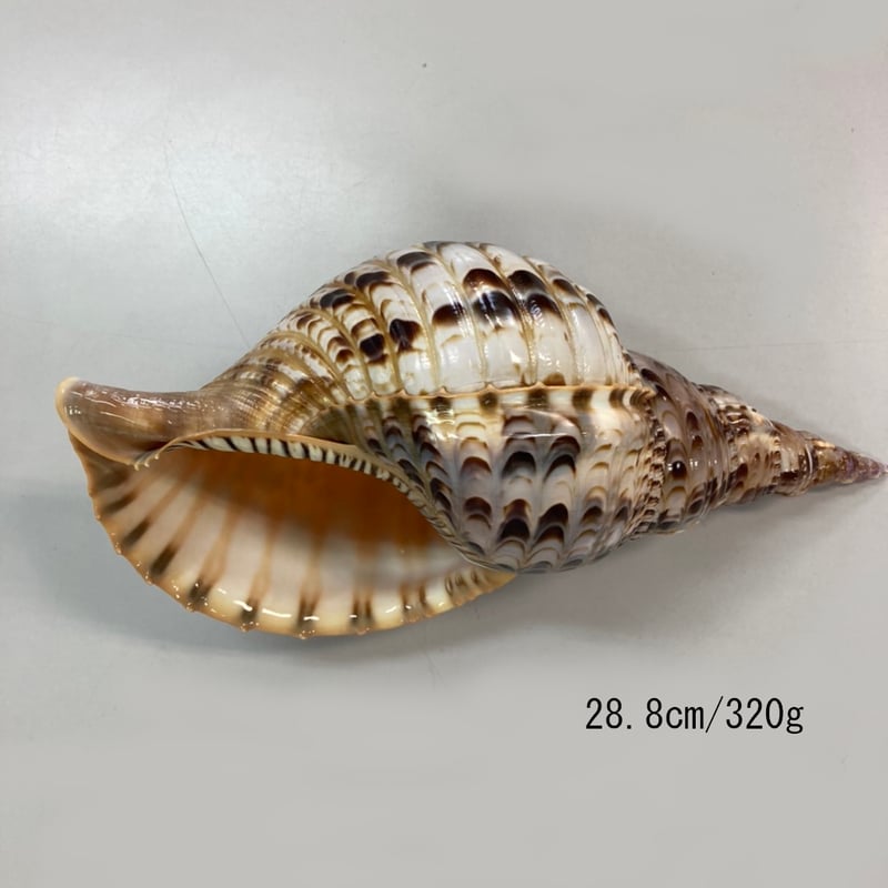 法螺貝 特小 観賞用 28.8㎝/320g | 多田商店 法螺貝と和装の専門店