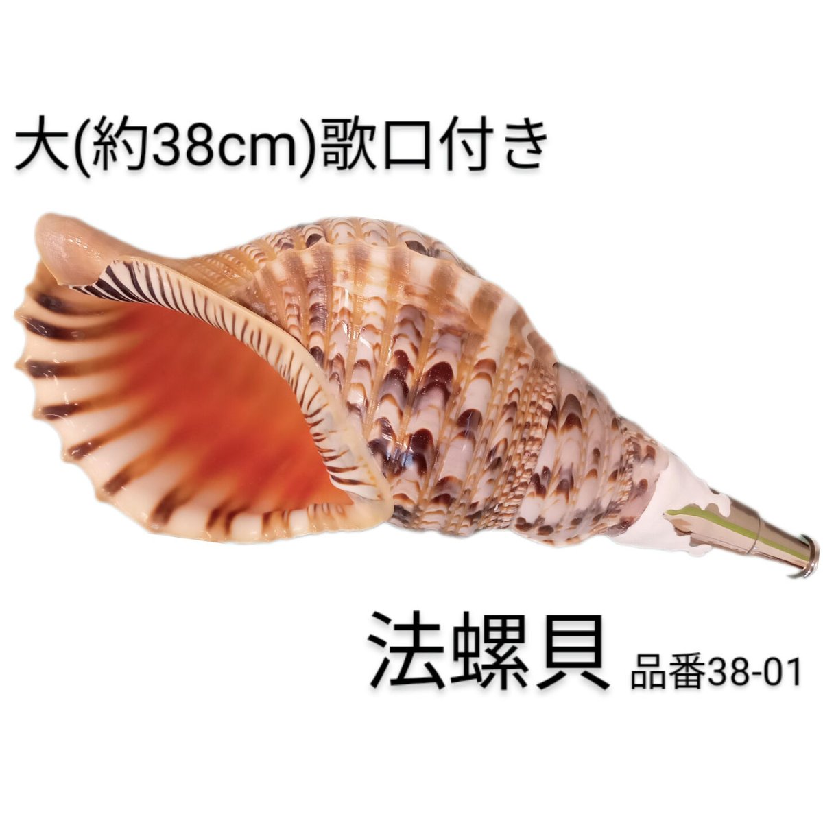 法螺貝 大 約38cm 歌口付き 品番38-01 | 多田商店 法螺貝と和装の専門店