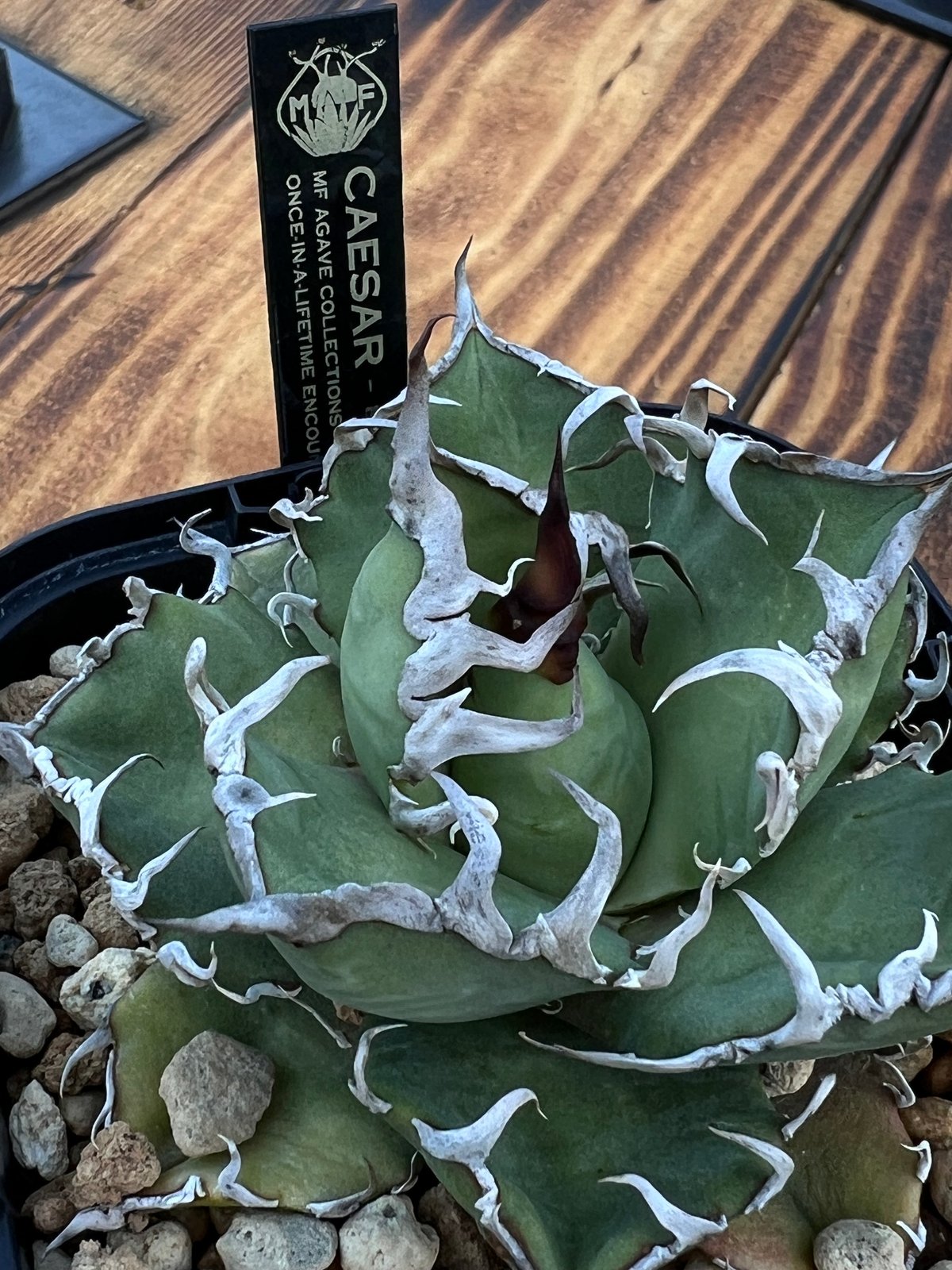 platycerium LEONIDS板付子株 | Miura Farm