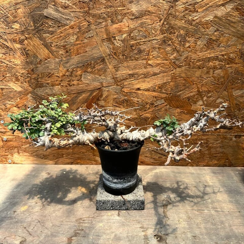 コミフォラ エイル ソマリア産 特大株 発根済み | J.P Plants