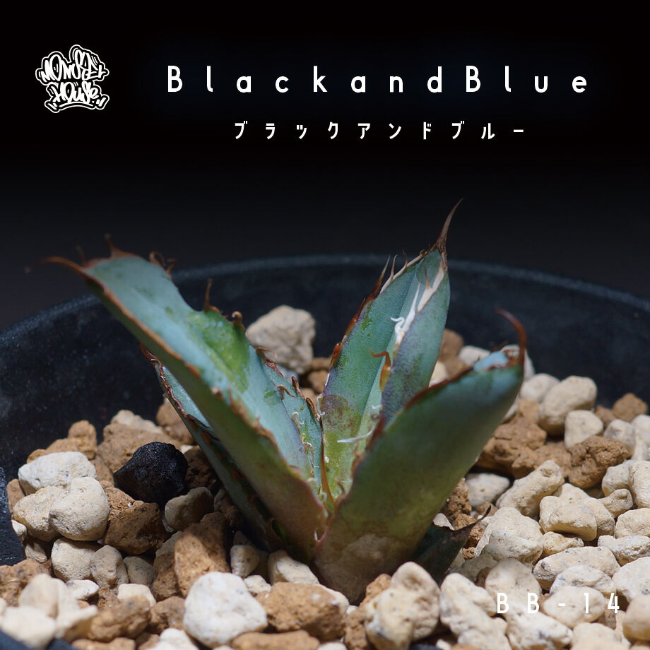 アガベ チタノタ ブラックアンドブルー（bb-14）BB子株 | アガベ専門店