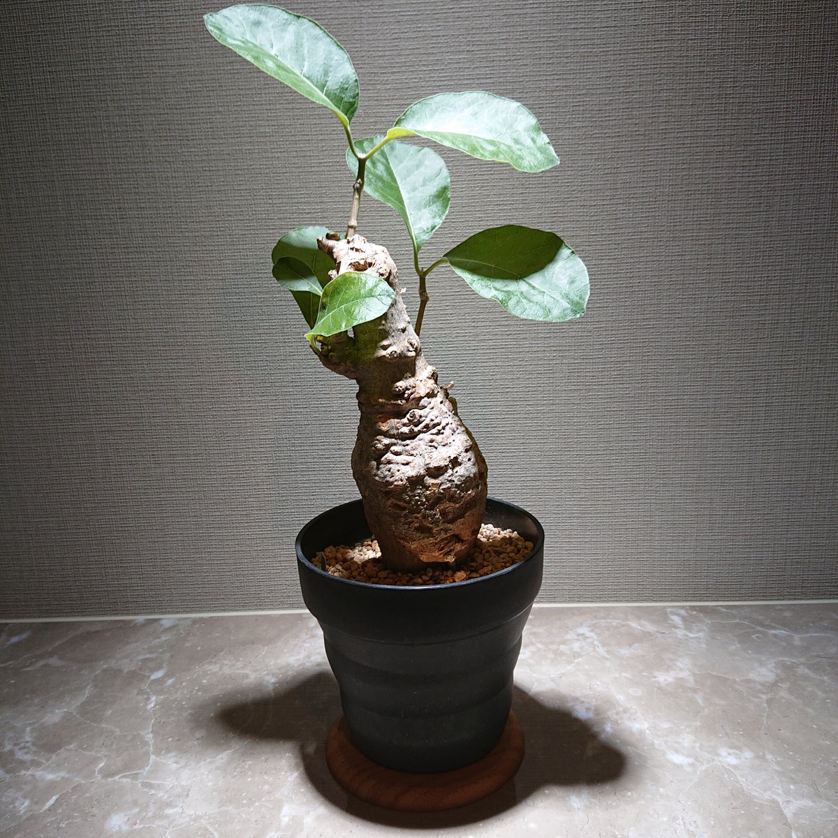 フォッケア・ムルチフローラ2 | 塊根植物 ロッキー パキカウル
