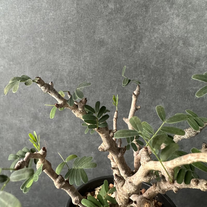 現地球・発根済】センナ メリディオナリスル 鉢付き 塊根植物