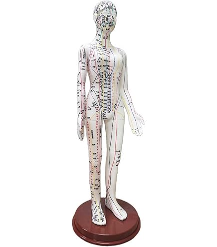 Amazon.co.jp: 人体模型 鍼灸経穴人形 48cm 女性 : 産業・研究開発用品