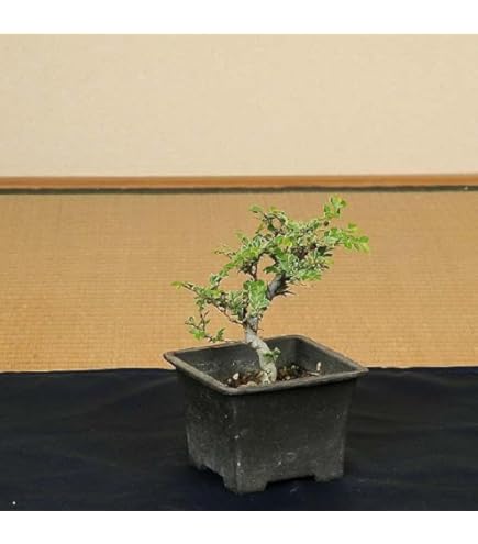 Amazon.co.jp: 盆栽：キンズ 現品*金豆・きんず kinzu bonsai 小品盆栽