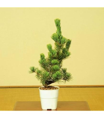 Amazon｜樹高17㎝ 真柏 小 盆栽 黒松 五葉松 赤松 梅 桜 紅葉 楓 薔薇