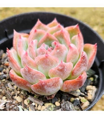 Amazon｜クスピダータサンロベルト×リンゼアナ エケベリア 多肉植物