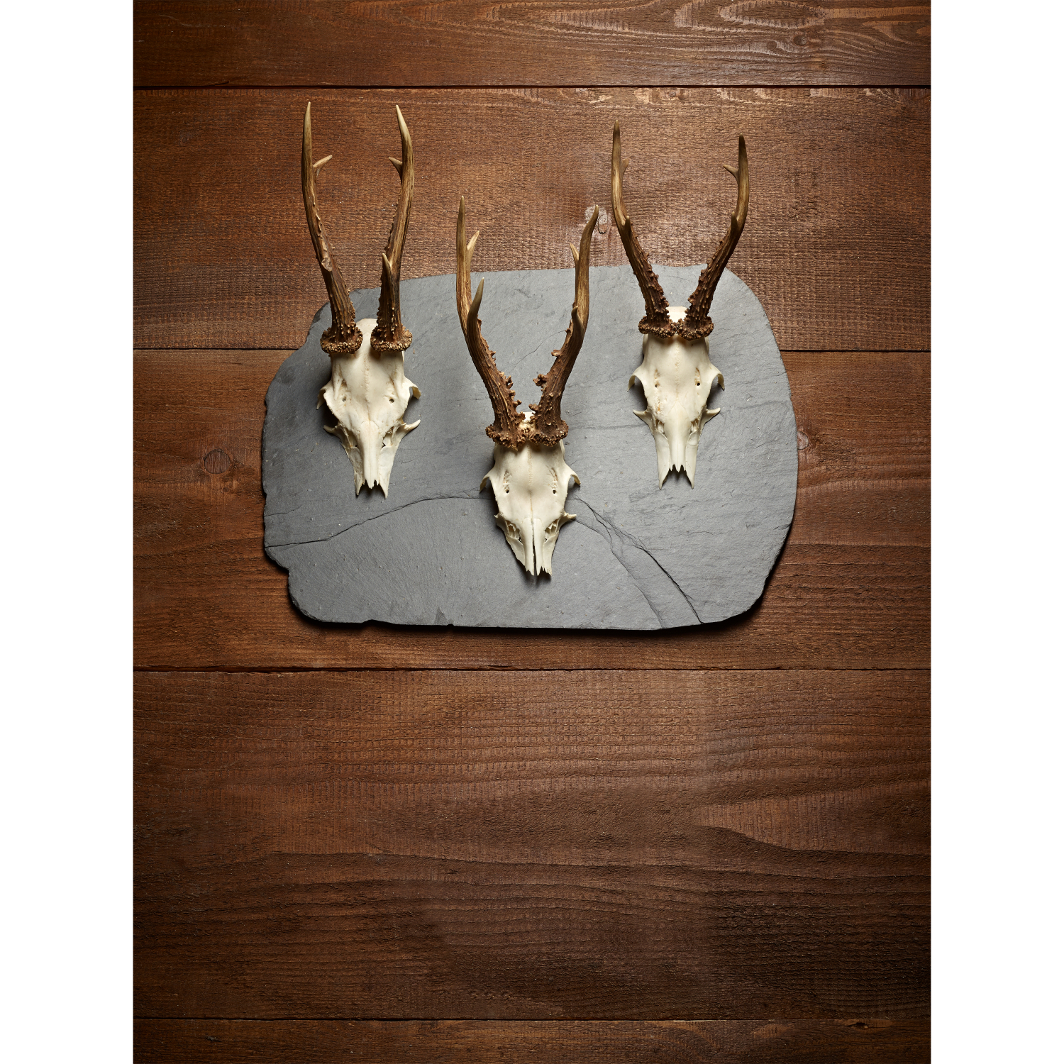 pardur-trophy-board-deer-xl.jpg