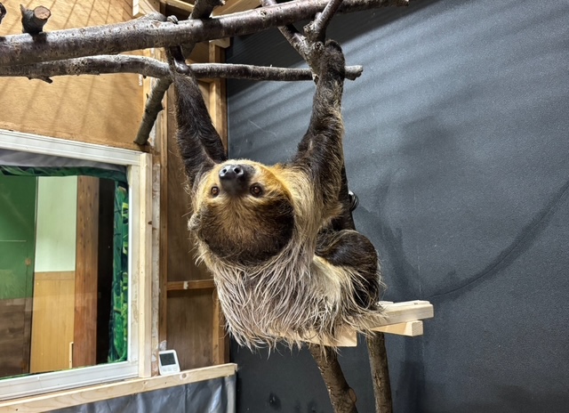浦安市交通公園のナマケモノ「デニーロ」 - 浦安経済新聞
