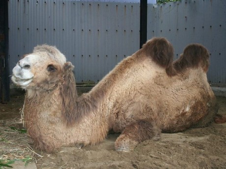 野毛山動物園の世界最高齢フタコブラクダ「ツガル」が大往生