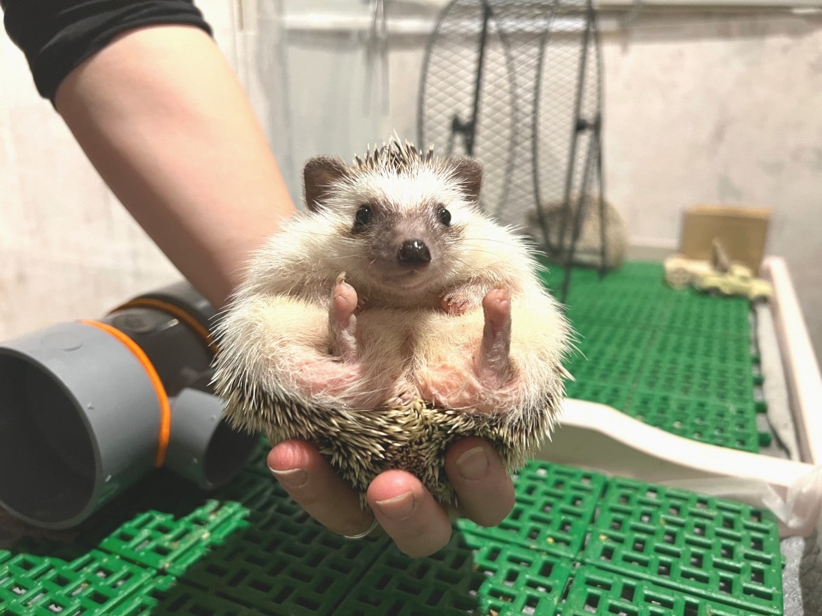 はりねずみ屋ぽった」のハリネズミ - 市ケ谷経済新聞