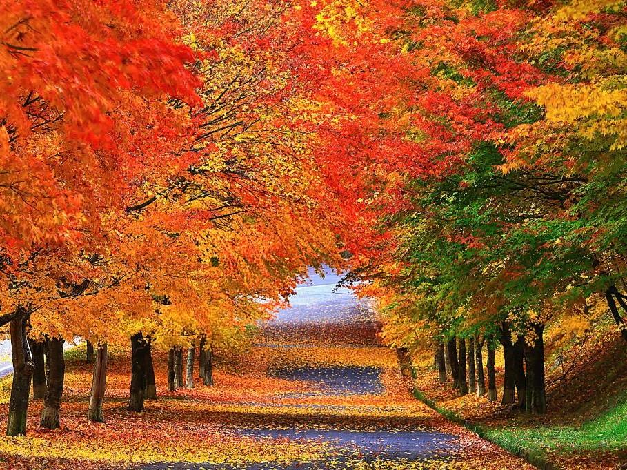 伊那谷で紅葉ツアー 地元の紅葉名所巡りや旬の果物狩りを体験 - 伊那