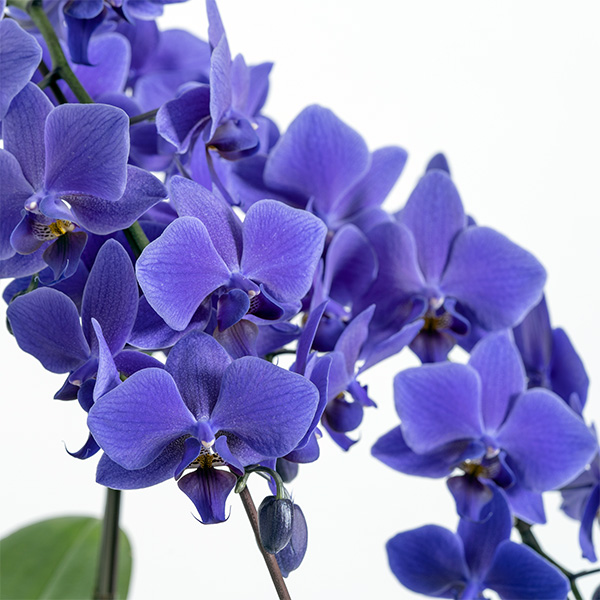 マッツジョナサン 青 花 フラワー 蘭 マッツジョナサン青花フラワー蘭