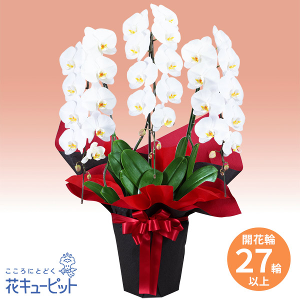 胡蝶蘭 3本立（開花輪白27以上）赤系ラッピング - 開店祝い・開業祝い