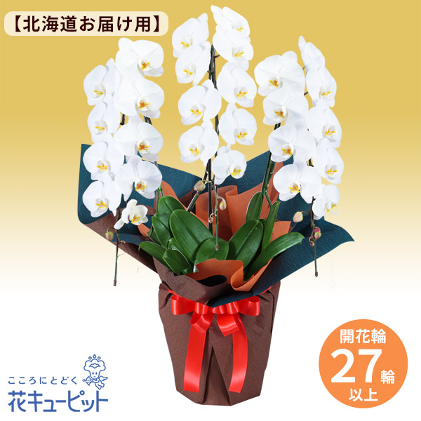 胡蝶蘭 3本立（開花輪白27以上）オレンジ系ラッピング - 花鉢（胡蝶蘭