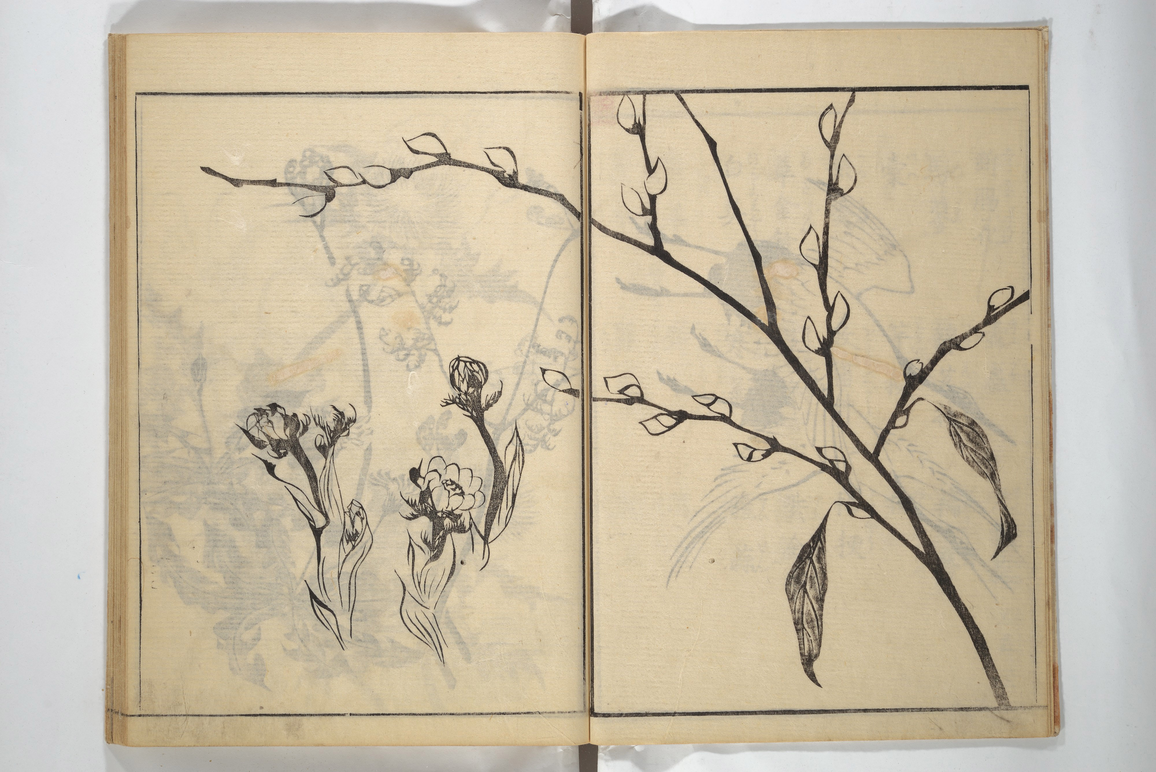 Yamaguchi Soken 山口素絢 - Soken Picture Album: The Plant Section