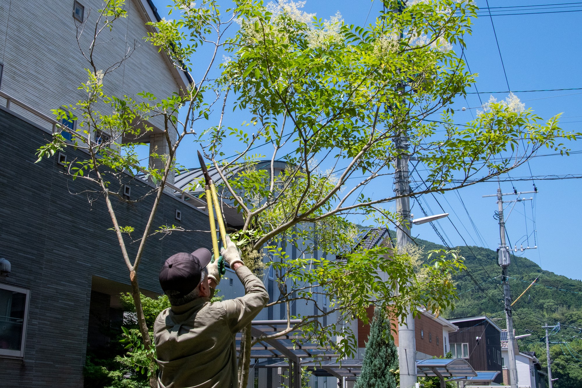 埼玉県久喜市の庭木の剪定でおすすめの植木屋さん｜口コミや費用で比較