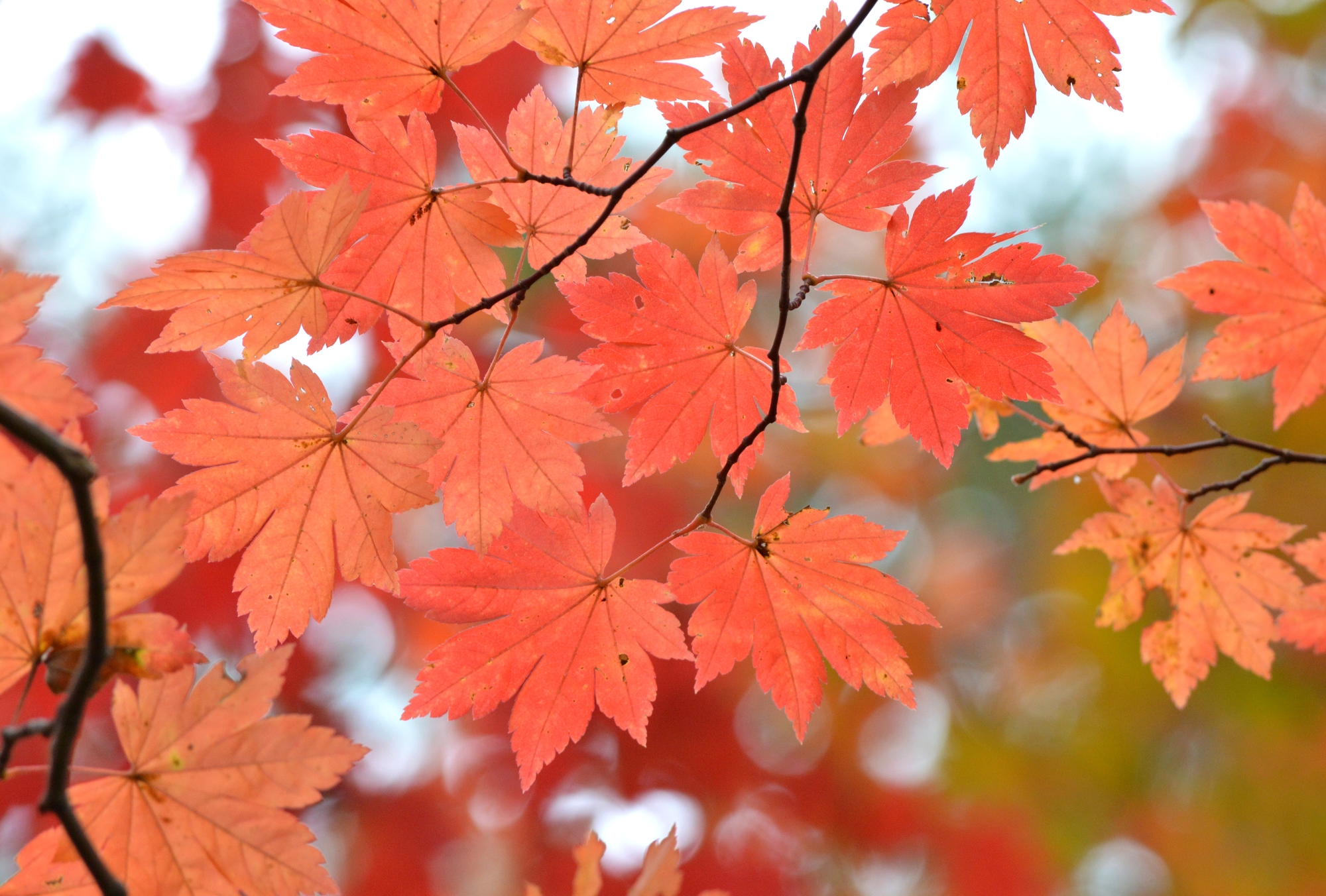 コハウチワカエデの魅力と育て方！憧れの紅葉狩りを庭で楽しむ