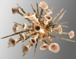 WoRMS - World Register of Marine Species - Photogallery