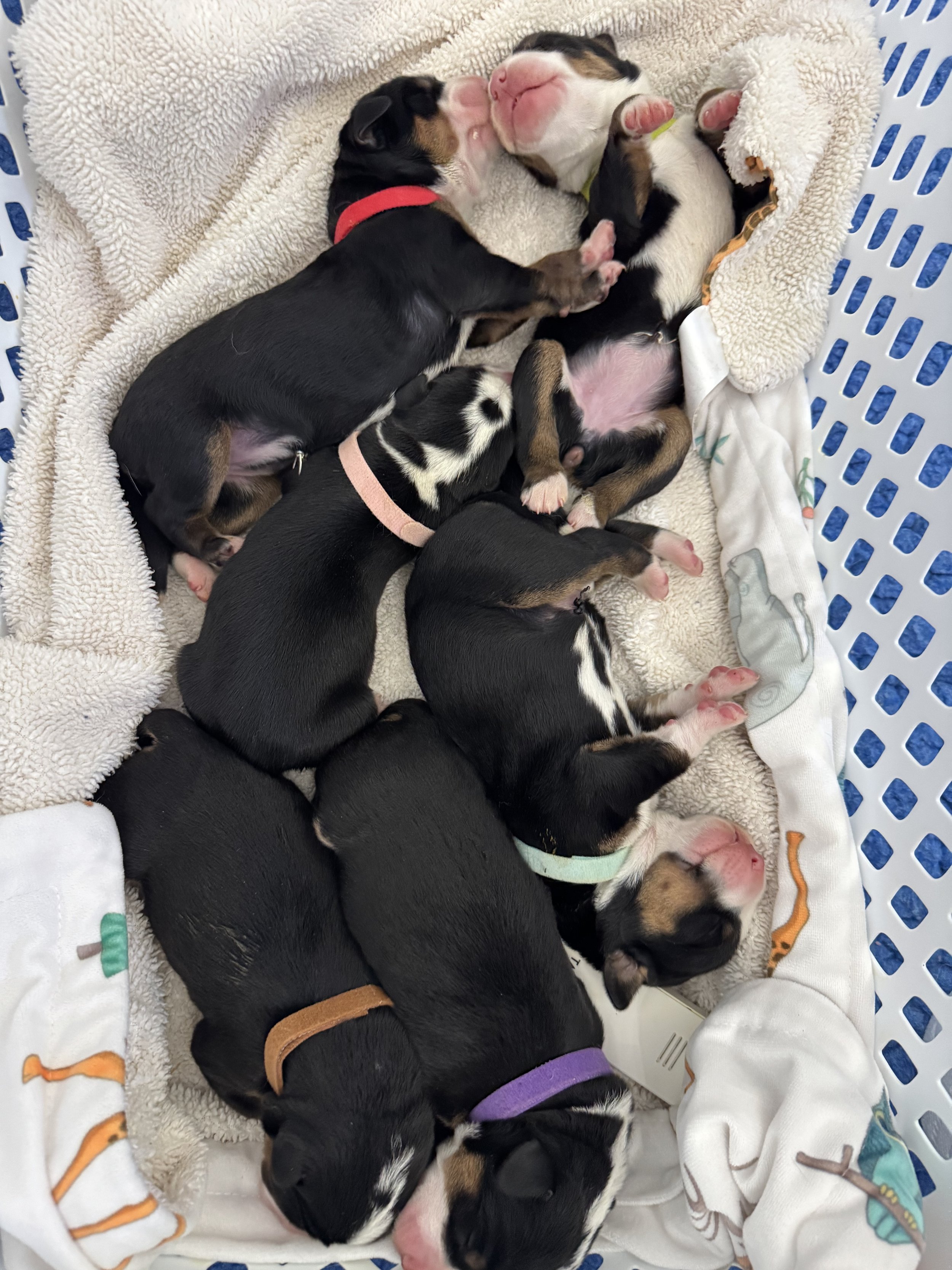 Pine Grove Greater Swiss Mountain Dogs