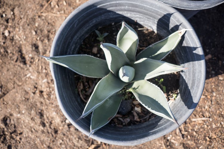 Agave Sharkskin — GDNC Nursery
