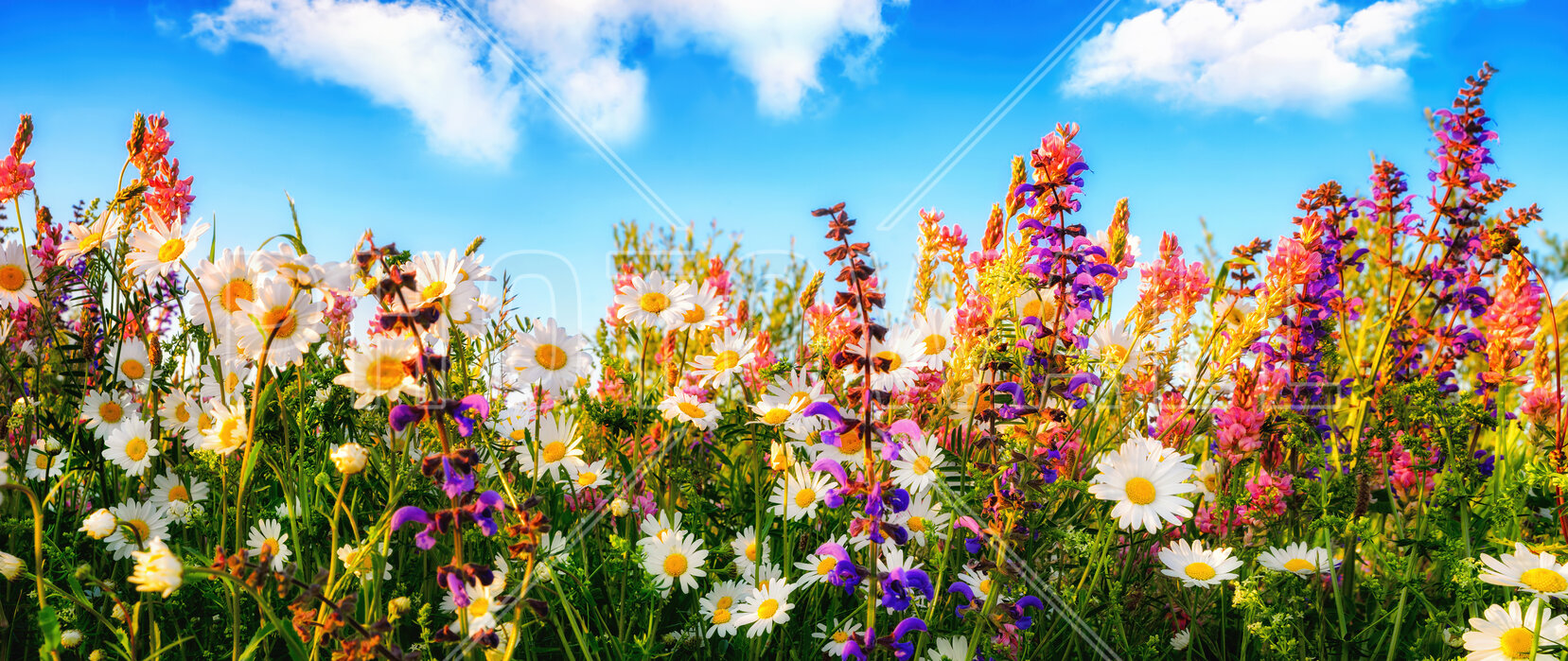 flowers-on-a-meadow.jpg?w=932&