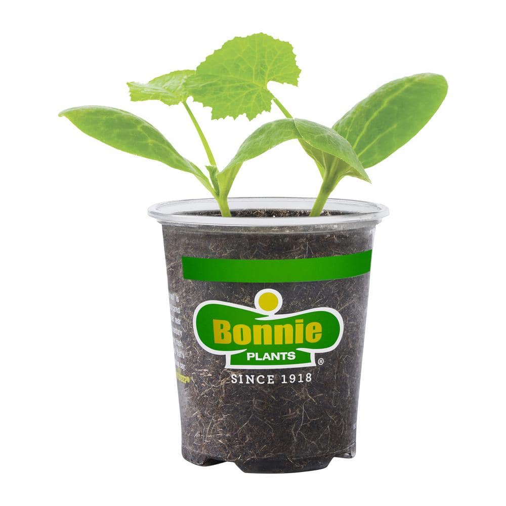 Bonnie Plants 19 oz. Black Beauty Zucchini Vegetable Plant 4302